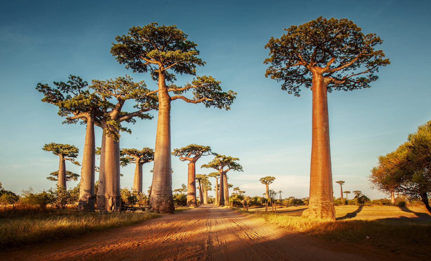 What is it about baobab trees that makes them so captivating?