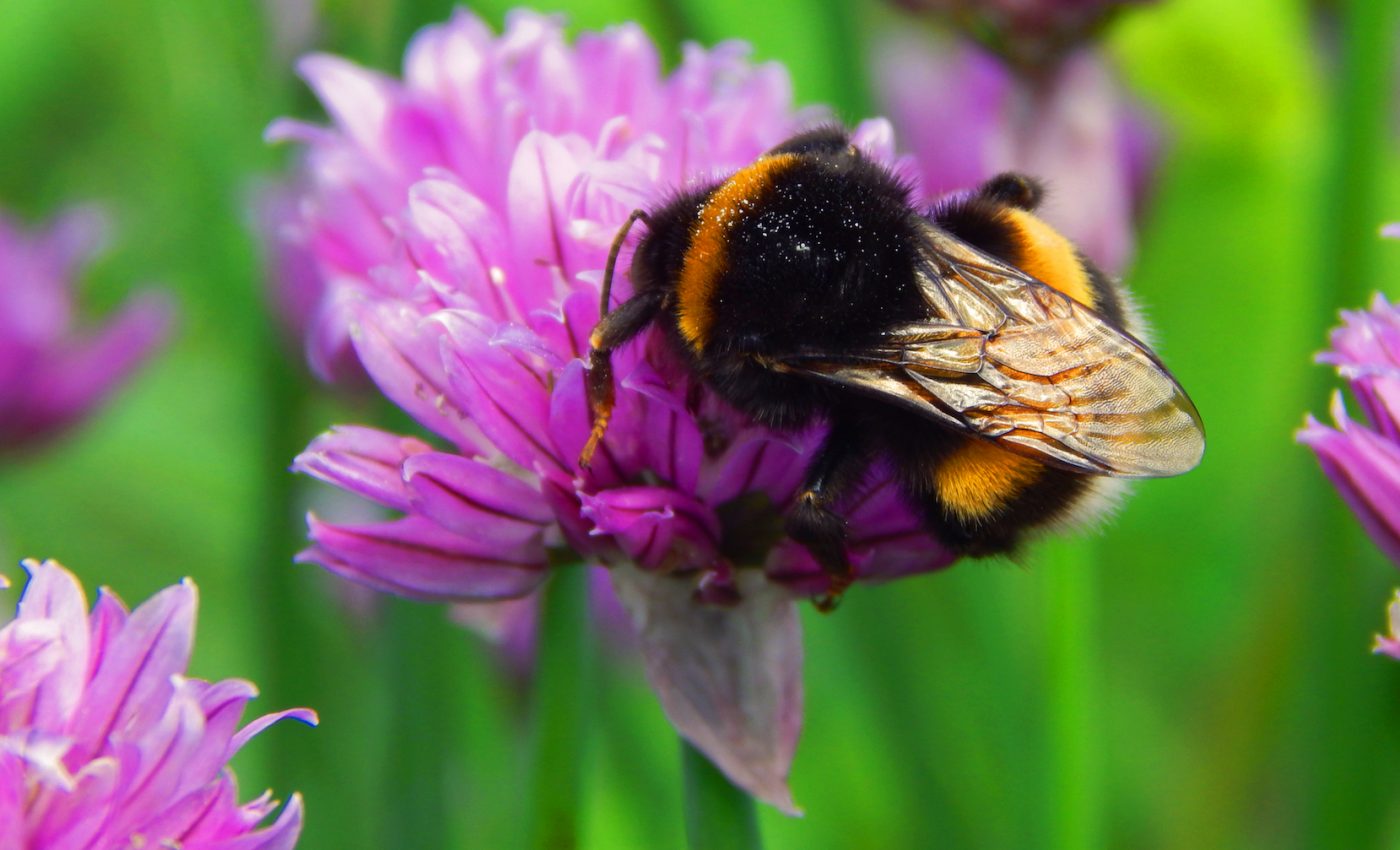 Large bees fly better than small bees when it’s hot out