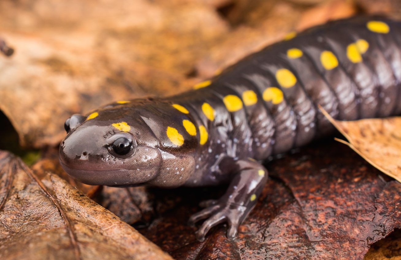 Insect repellent is killing salamanders that control mosquito numbers