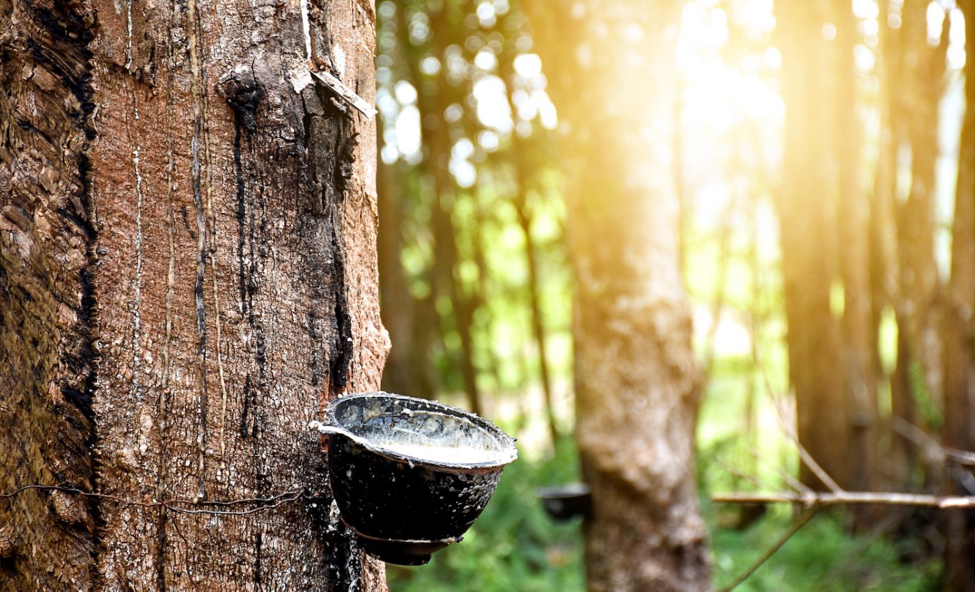 Plants and power: The importance of rubber and sugar