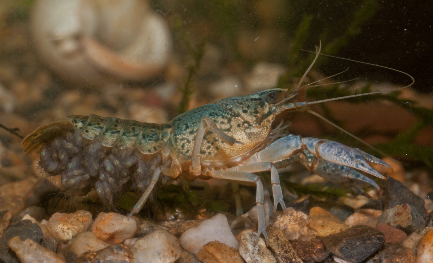 The strange problem of the self-cloning crayfish