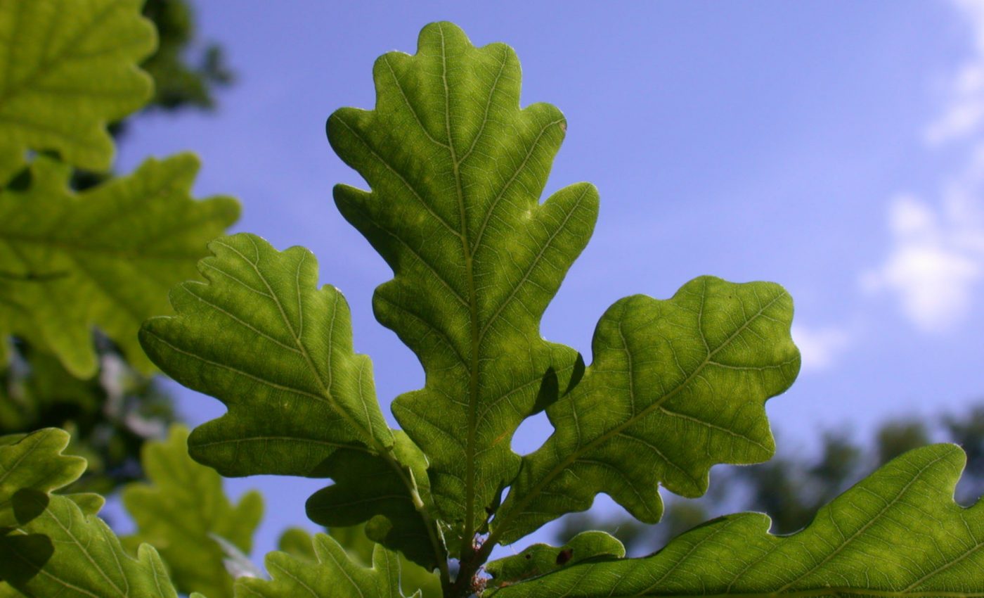Some of the most endangered plants aren’t eligible for seed banking