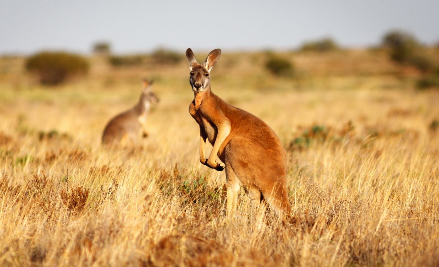 Severe drought in Australia has led to serious declines in wildlife
