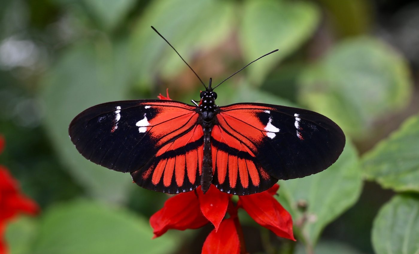 Pretty poison and Müllerian mimicry: Teaming up to avoid predation