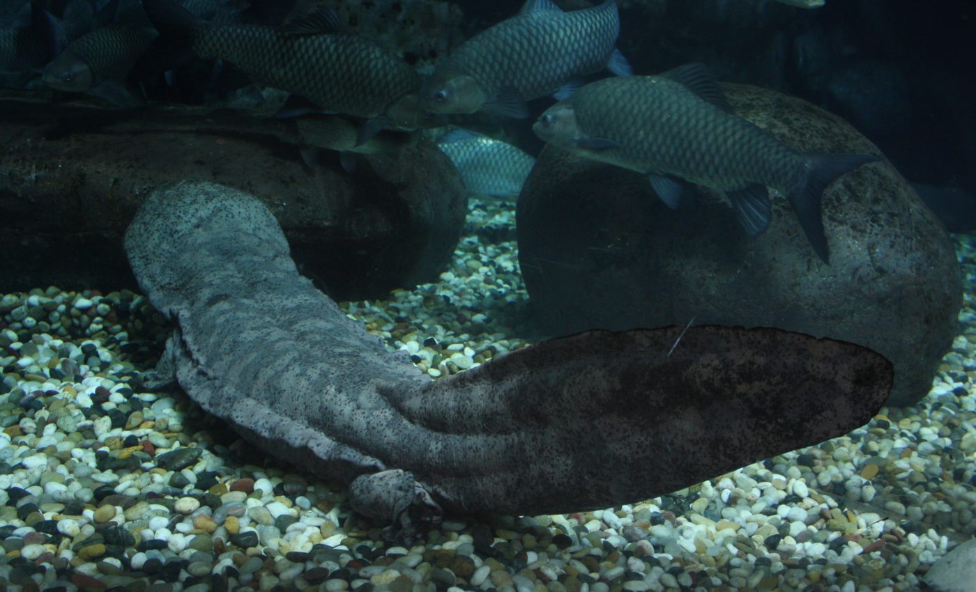 Is the decline of the giant salamander inevitable?