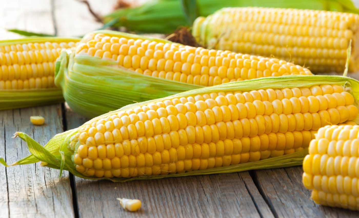 Is the midwest’s booming corn production sustainable?