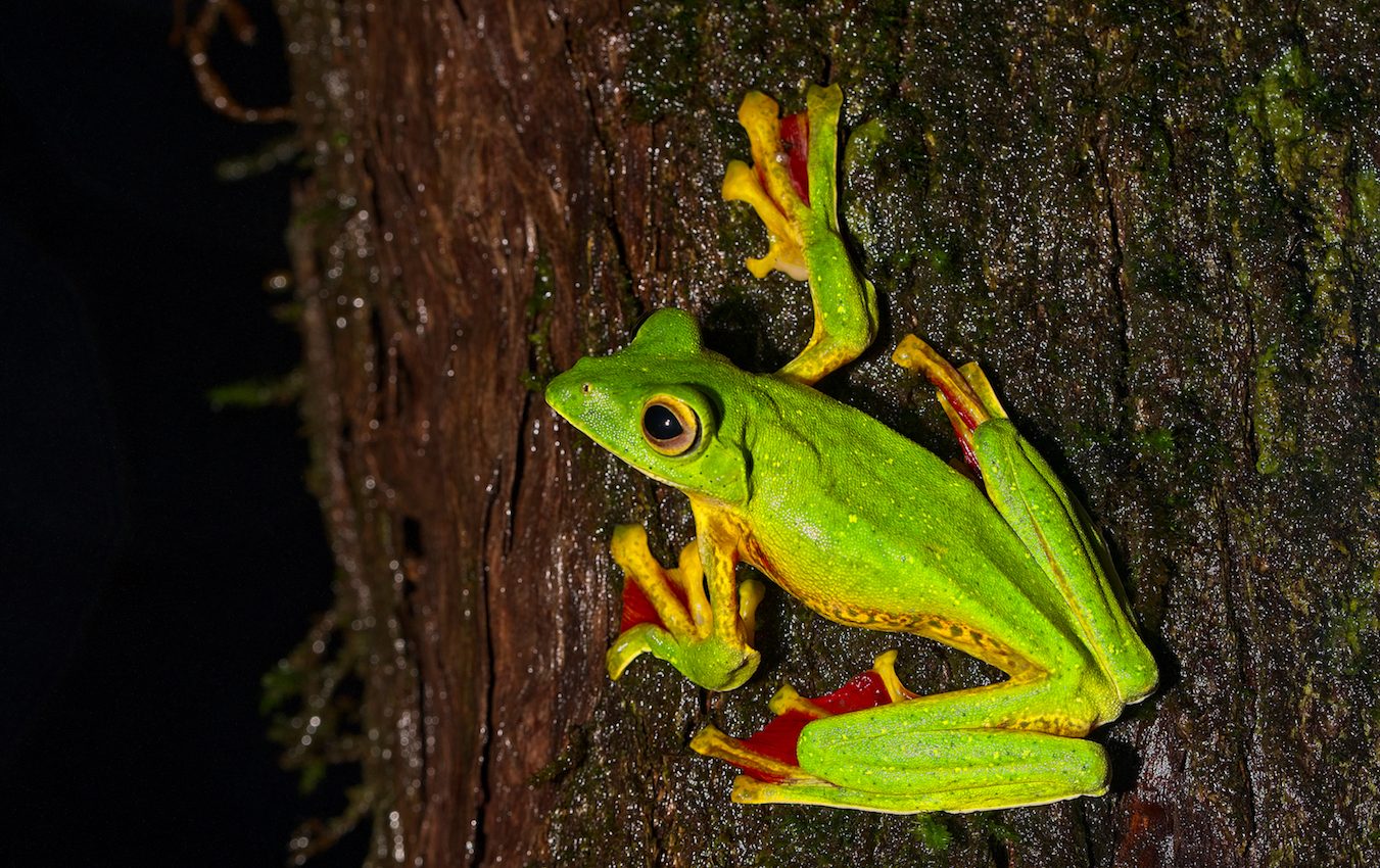 Convergent evolution in reptiles & amphibians