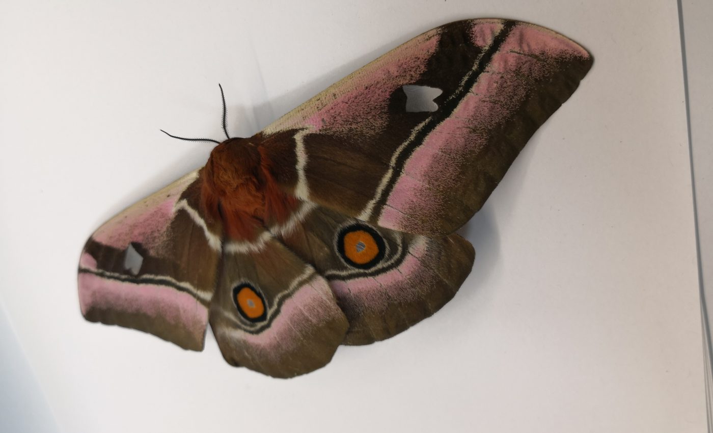Moths evade bat predators thanks to acoustic camouflage