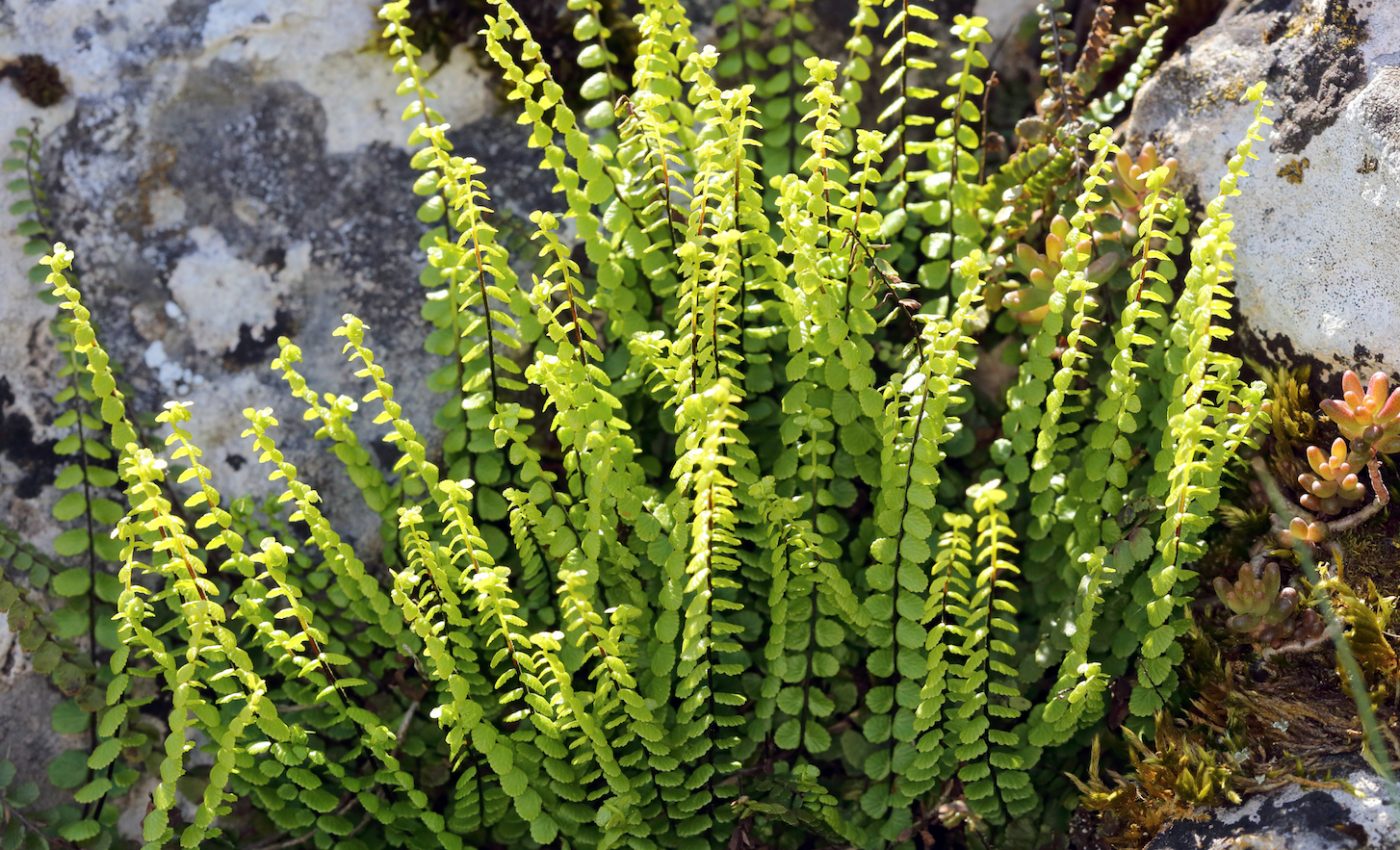 Medieval people may have used fern leaves to treat colds and dandruff