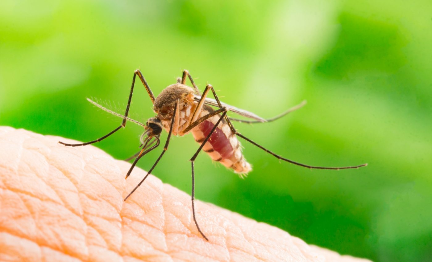 Climate change could bring back eradicated mosquito-related diseases