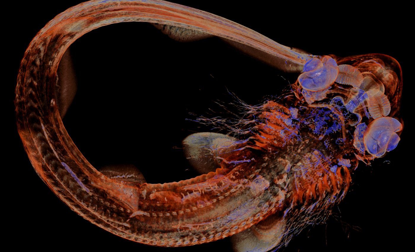 The single mechanism behind patterns in bird feathers and shark skin