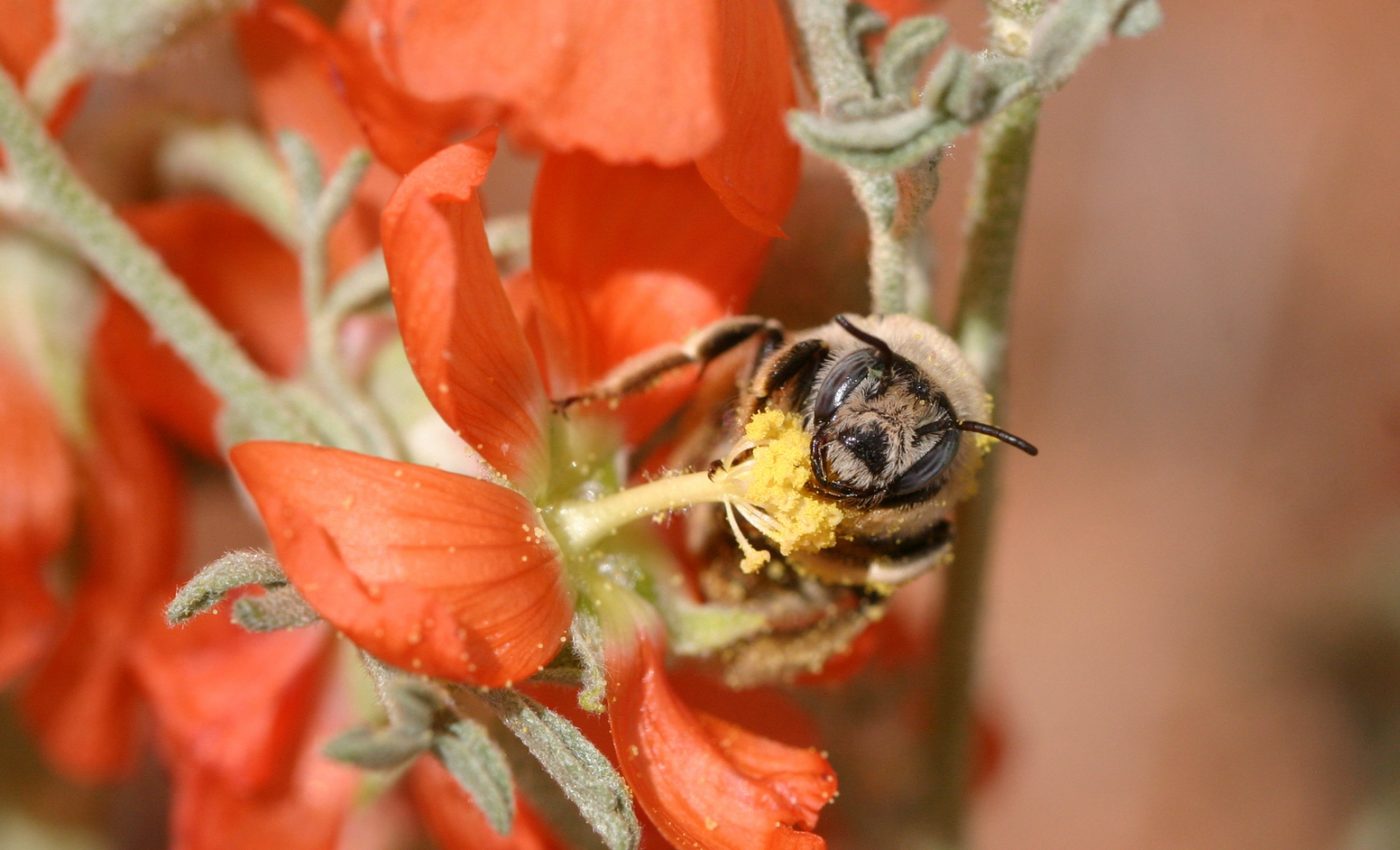 Grand Staircase-Escalante in Utah is home to thriving bee diversity