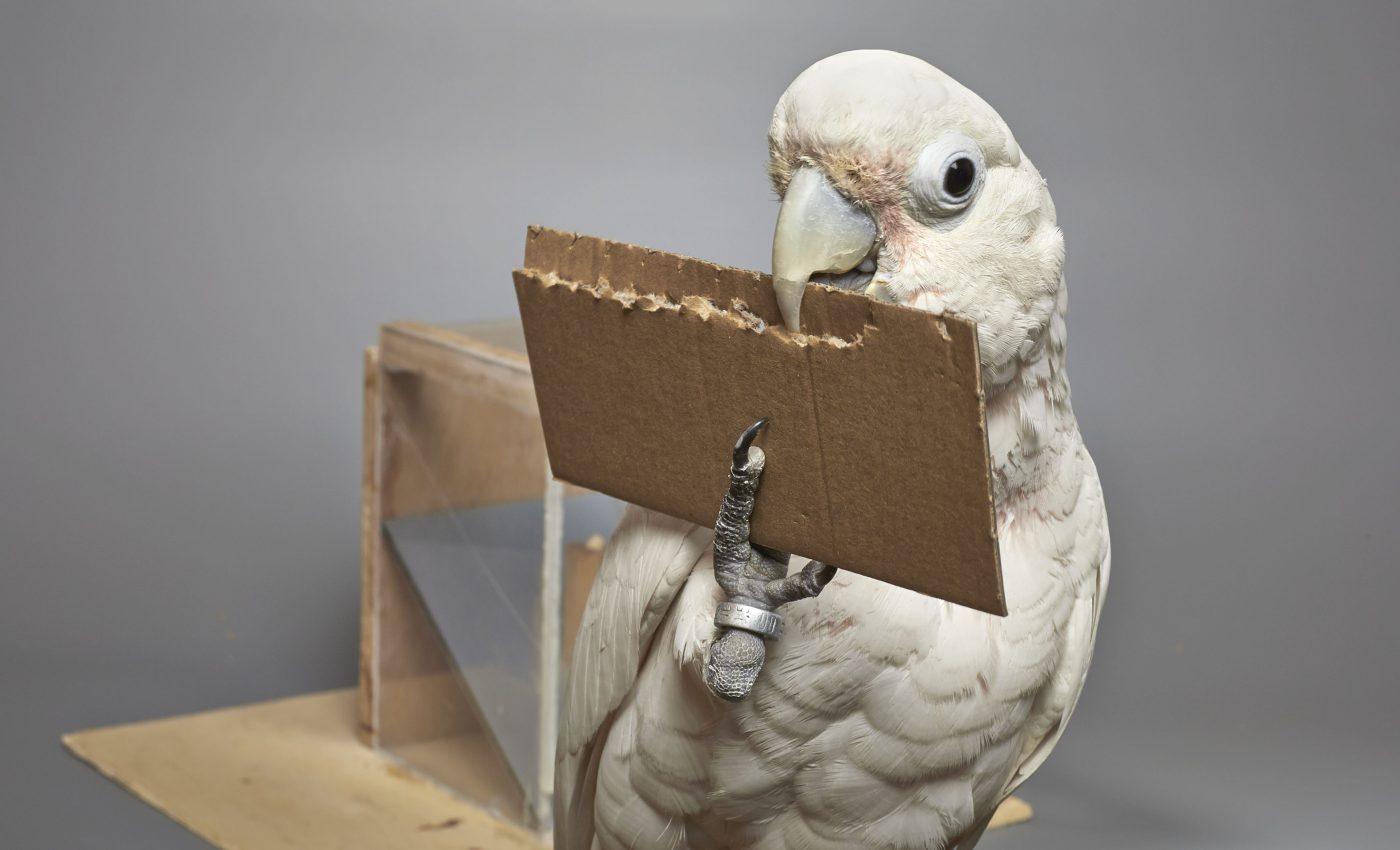 Cockatoos can fashion tools to help them access food