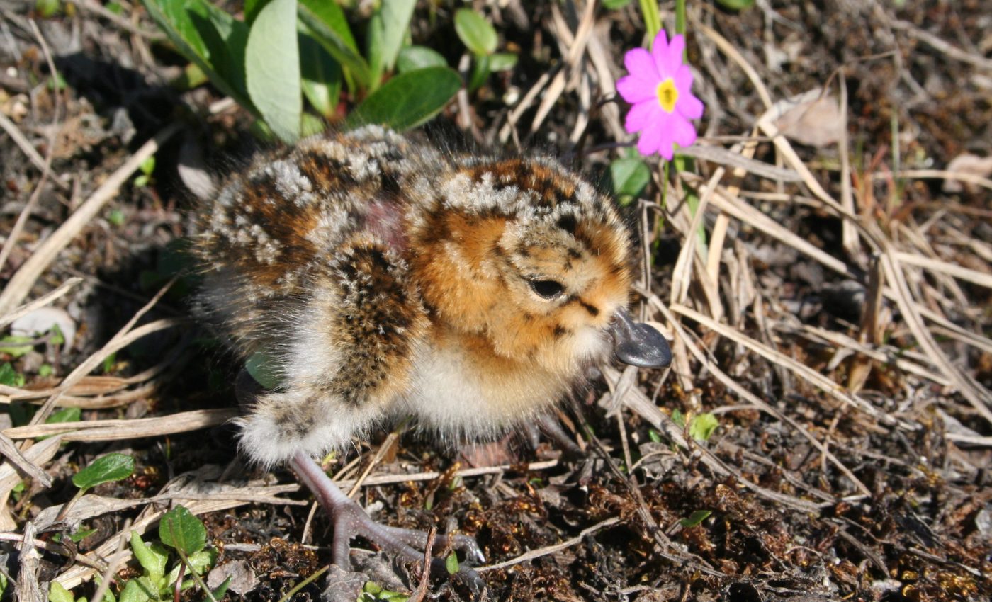 Shorebird populations are declining due to climate change