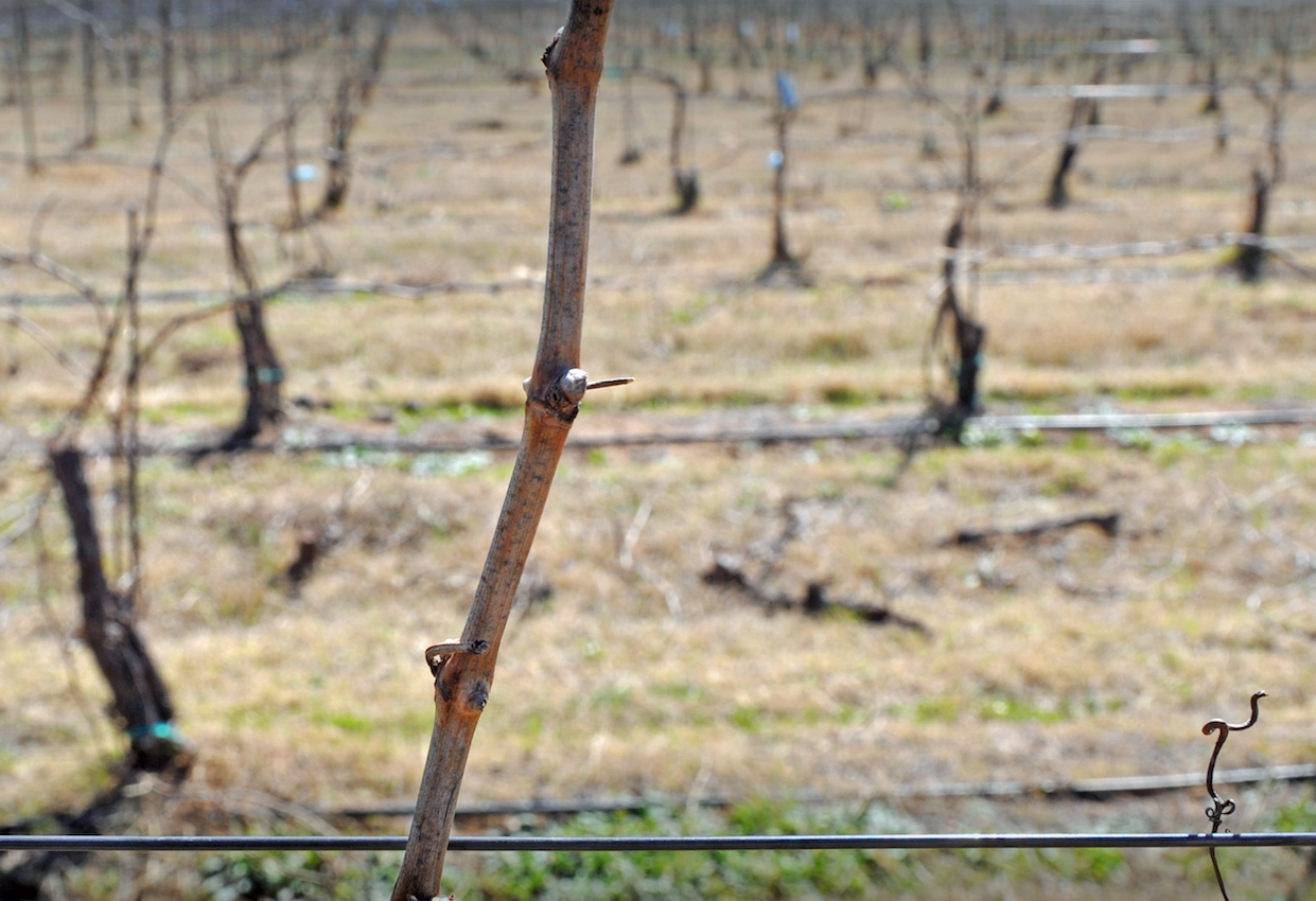 Using plasma to rouse plants out of hibernation