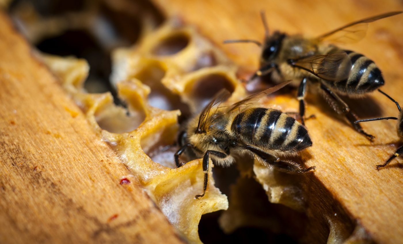 How harmful pesticides affect the inner workings of bee colonies