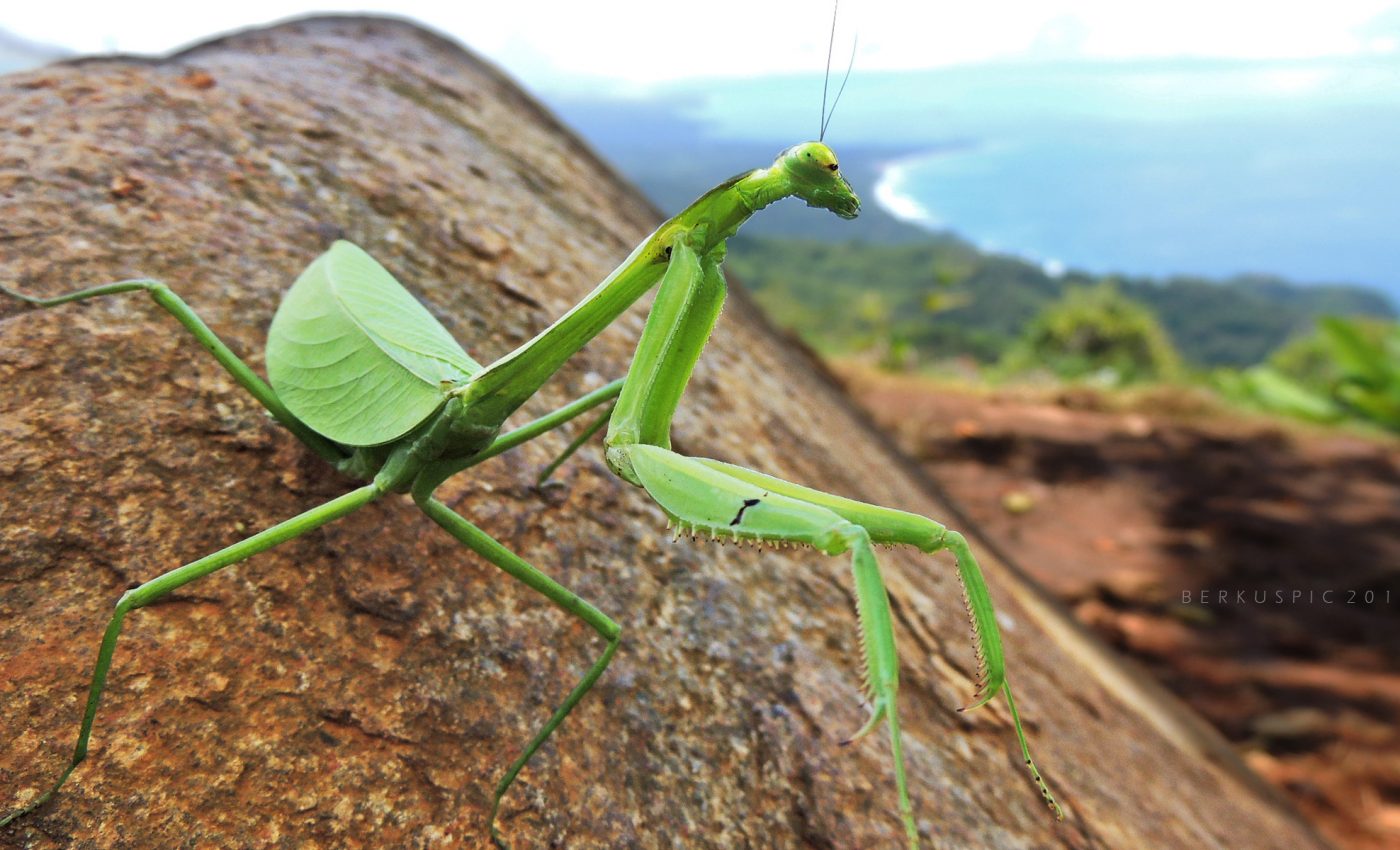 An appreciation of the praying mantis