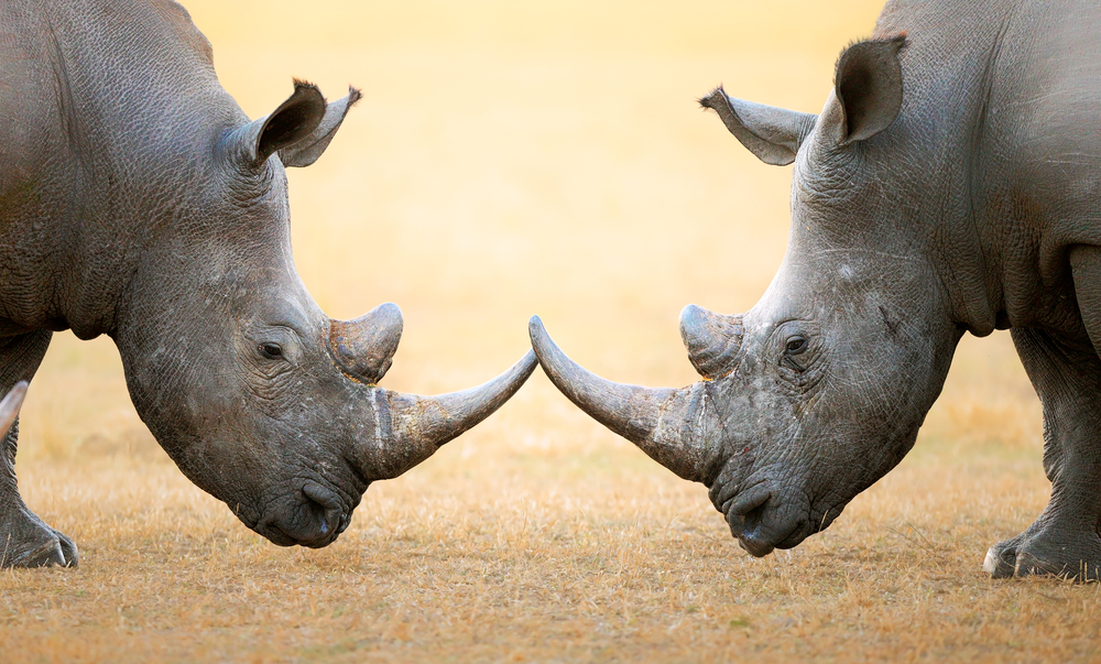 Scientists have new plan to save northern white rhinos