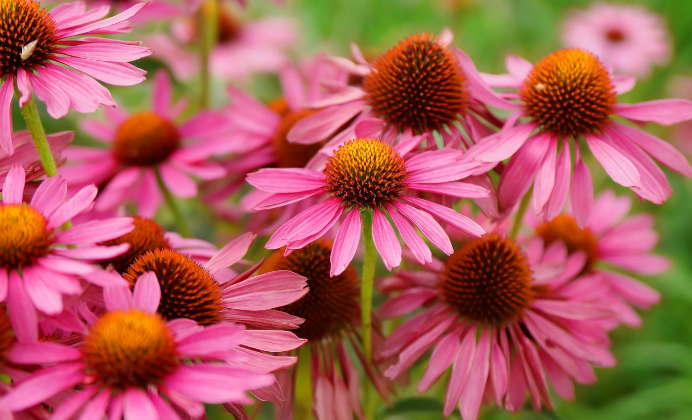 Echinacea gets mixed reviews as a cold prevention therapy