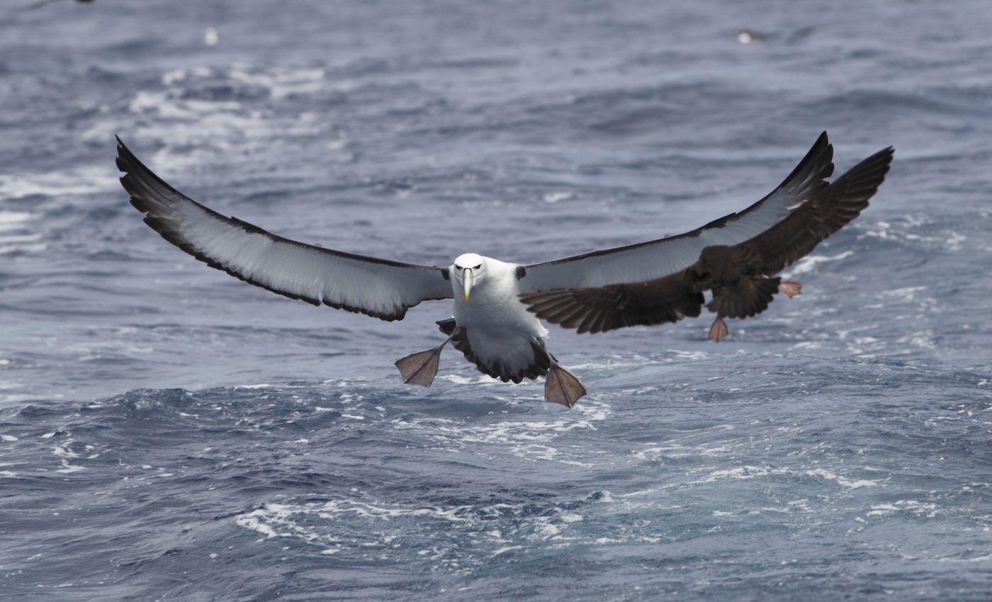 Birds follow their noses with a highly developed sense of smell