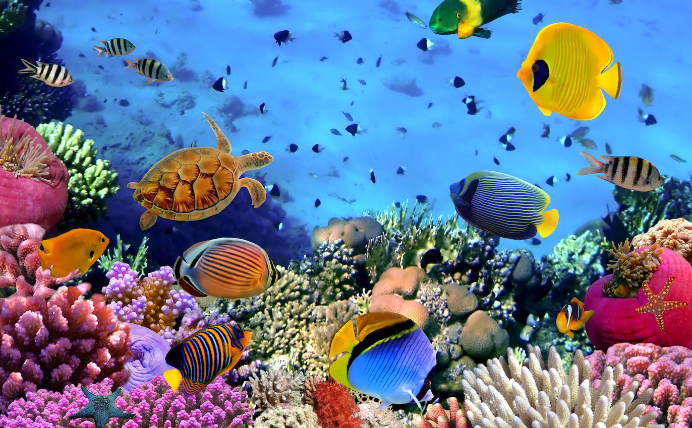 How coral reef fish decide to flee from danger