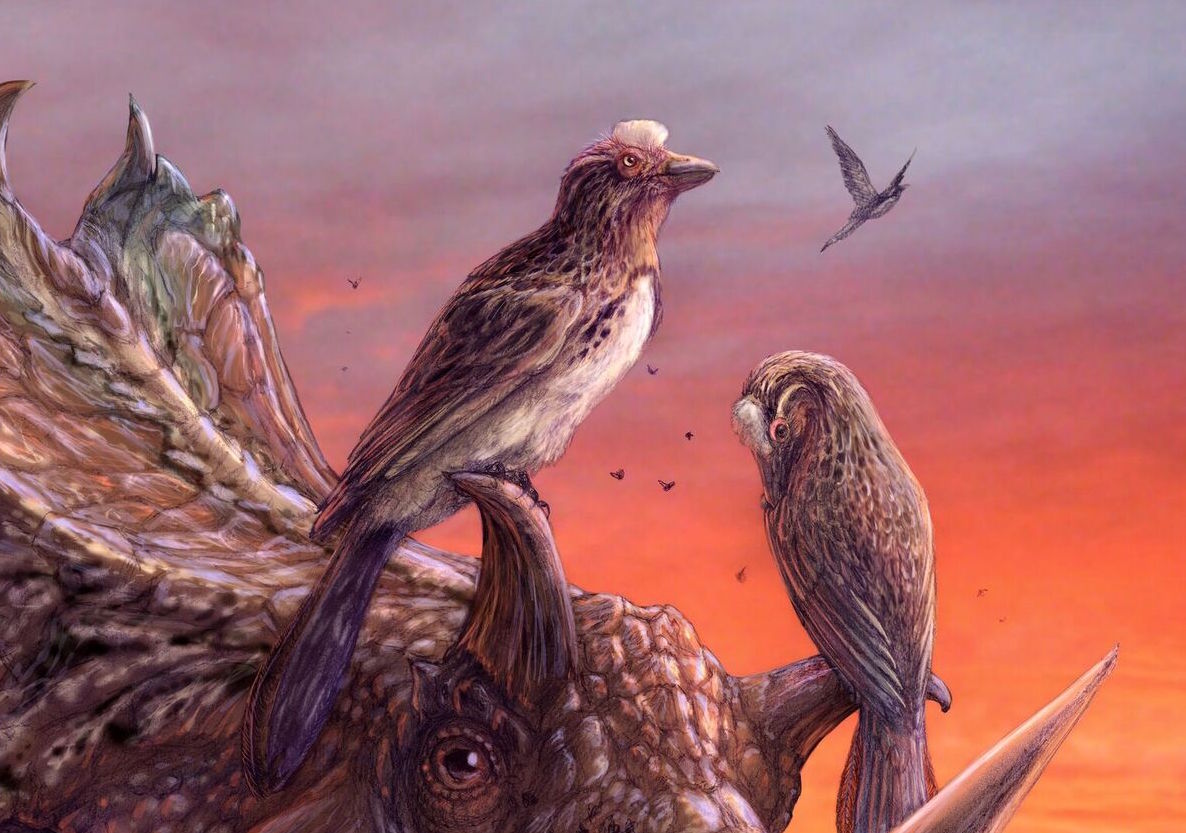 Ancient bird fossil reveals clues about the evolution of flight
