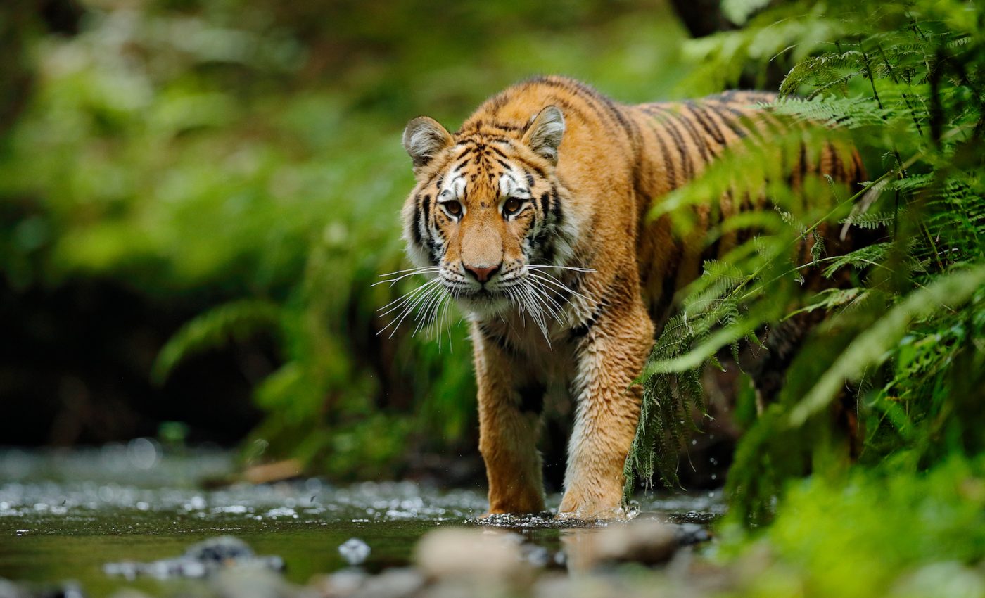 China postpones opening up rhino, tiger trade following outrage