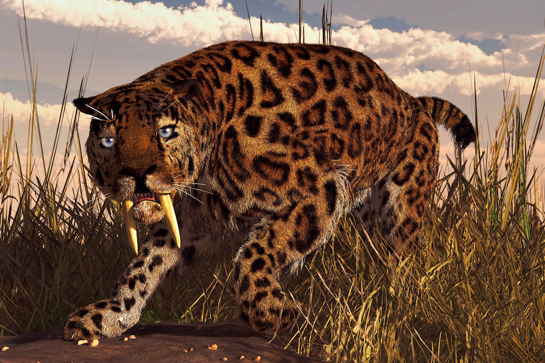 Sabre-toothed cats may have been surprisingly social and sharing