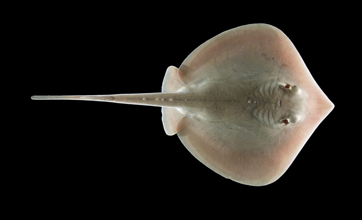 The Deepwater Horizon spill continues to affect animals today