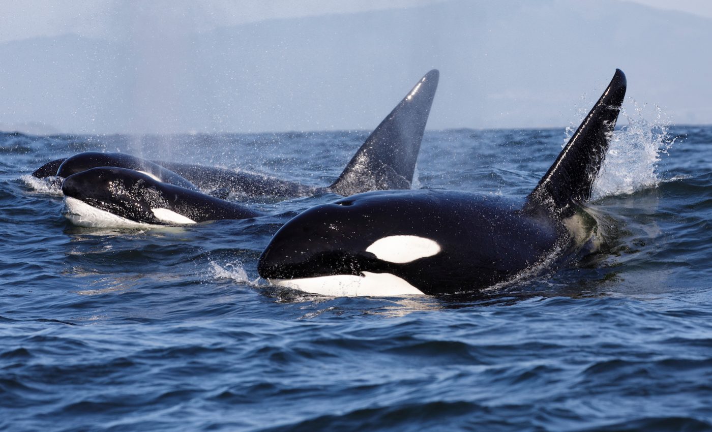 Killer whales have similar personality traits as humans and chimps