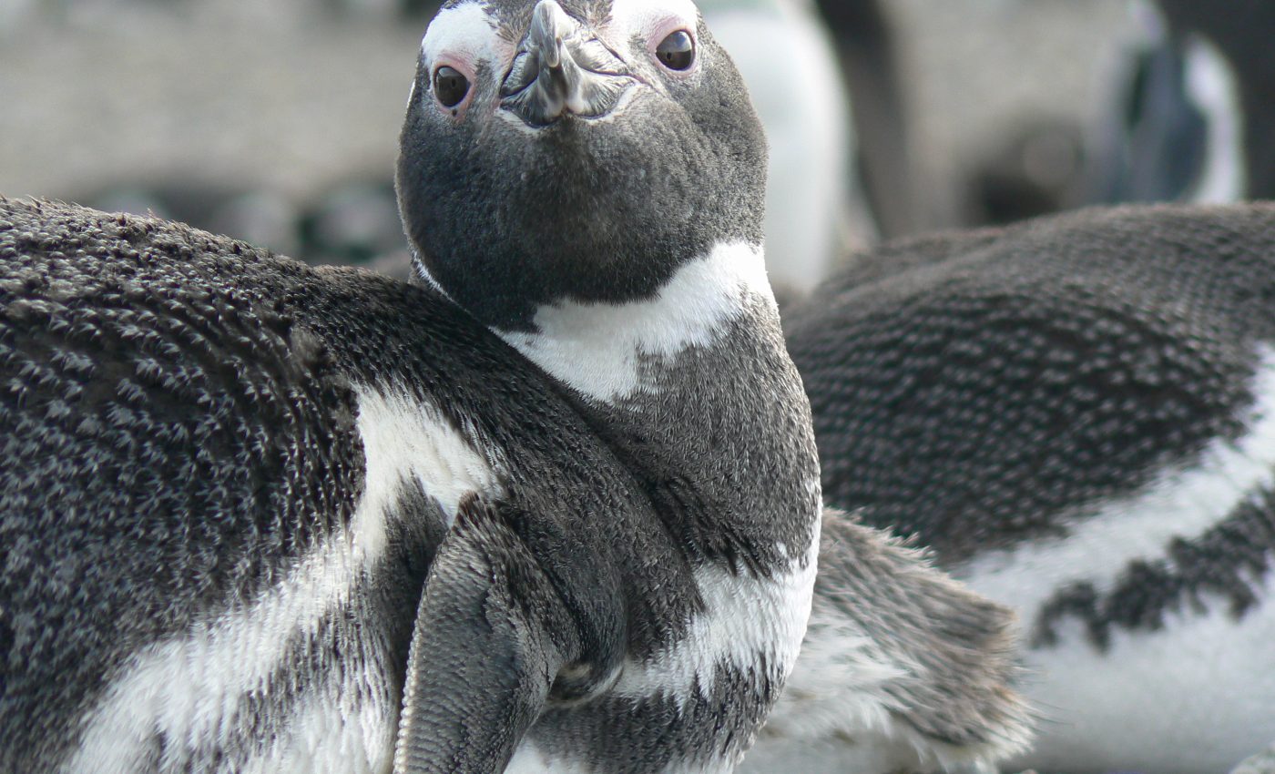 Animals with risky foraging tactics are most at risk of extinction