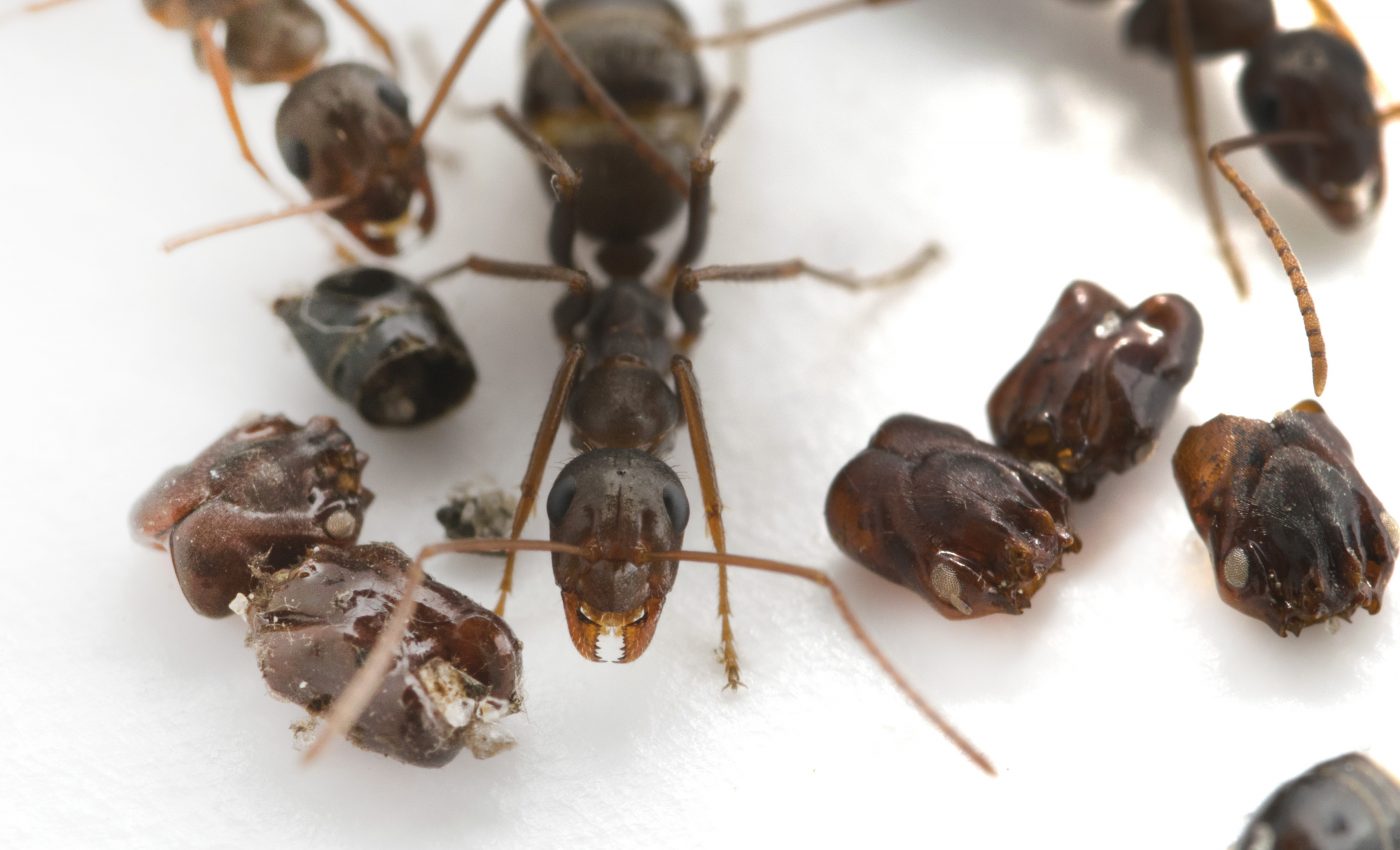 Florida “skull-collecting” ants dismember the bodies of their prey