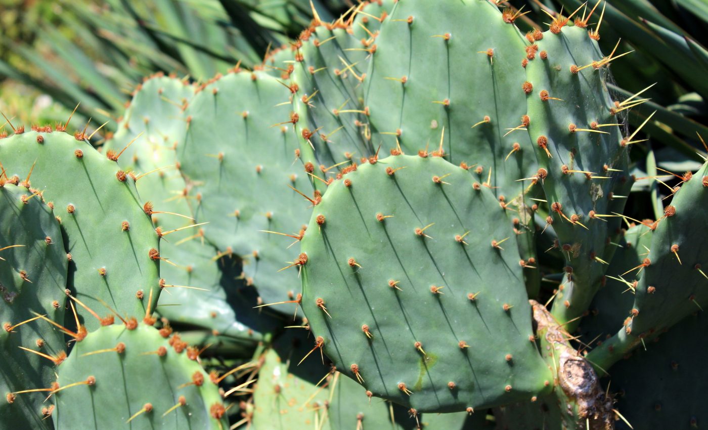 Prickly pear cactus “smart” skin can improve hazmat suits