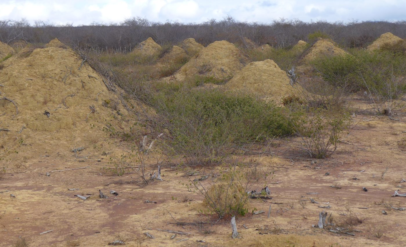 4,000 year-old termite mounds in Brazil are visible from space
