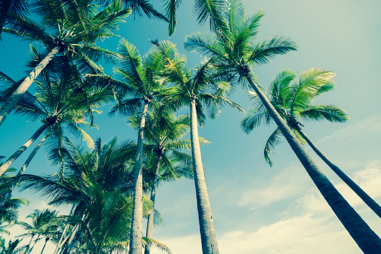 Global vegetation database details plant life across the world