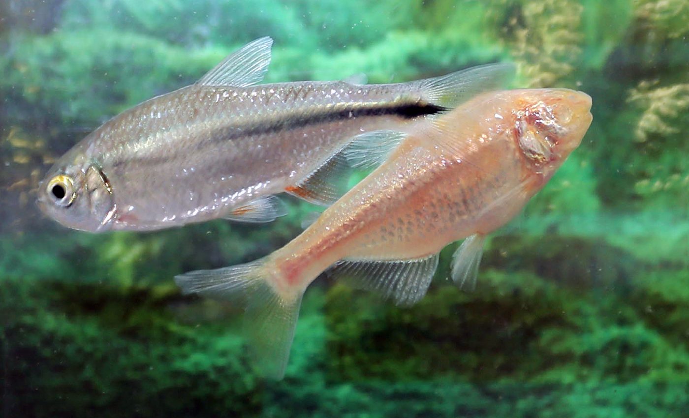 Mexican cavefish offer clues of how to repair damaged hearts