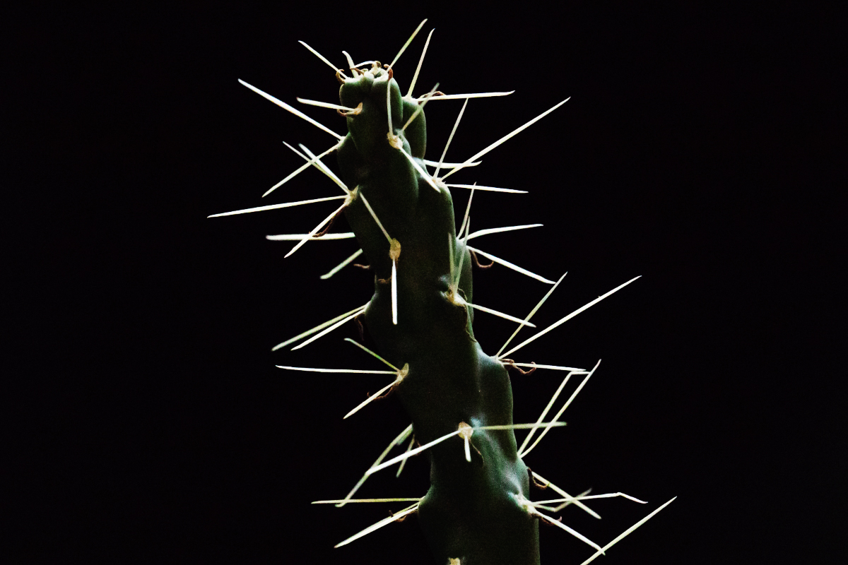 The pointy spines of a cactus provide more than just a menacing look
