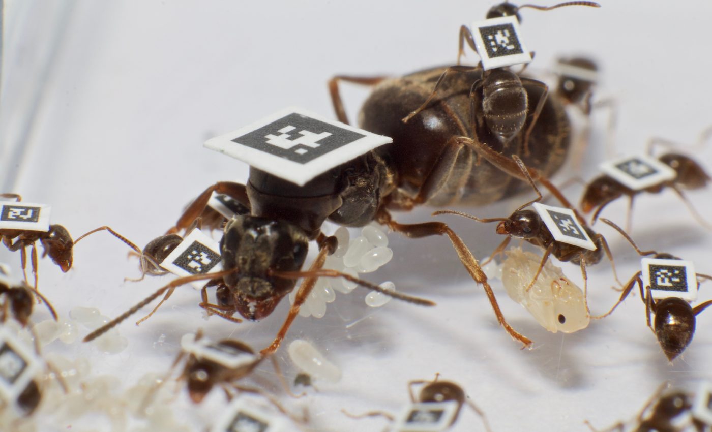 Ants keep the colony strong by working together