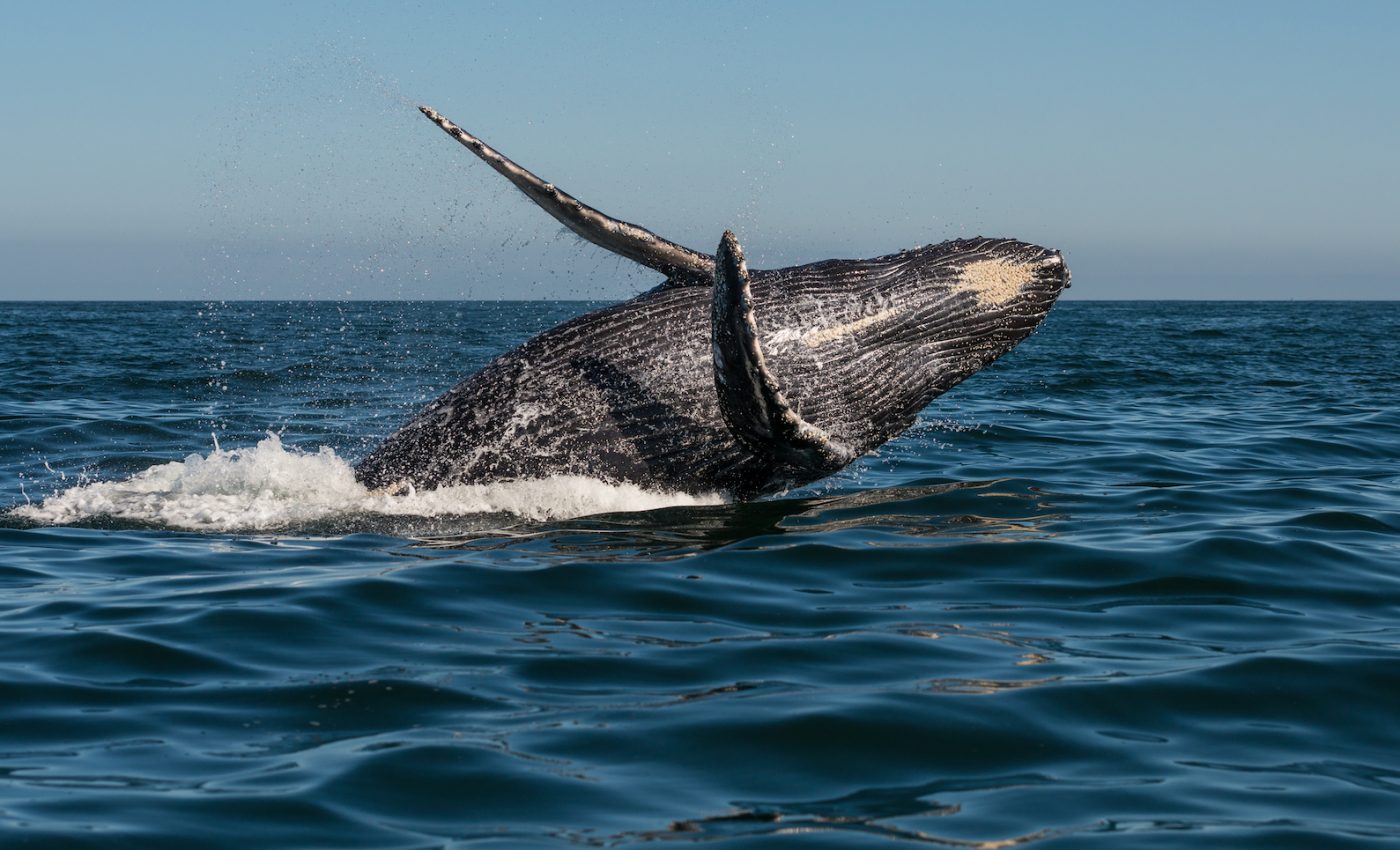 Whales select new songs every few years that are easier to remember