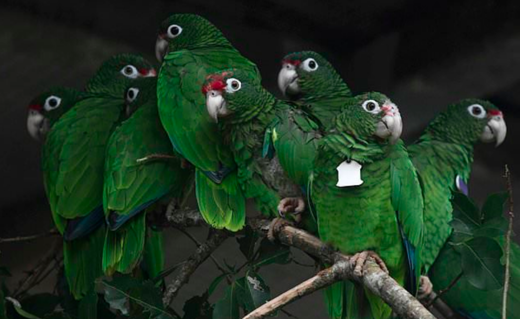Scientists work to save wild Puerto Rican parrots after Hurricane Maria