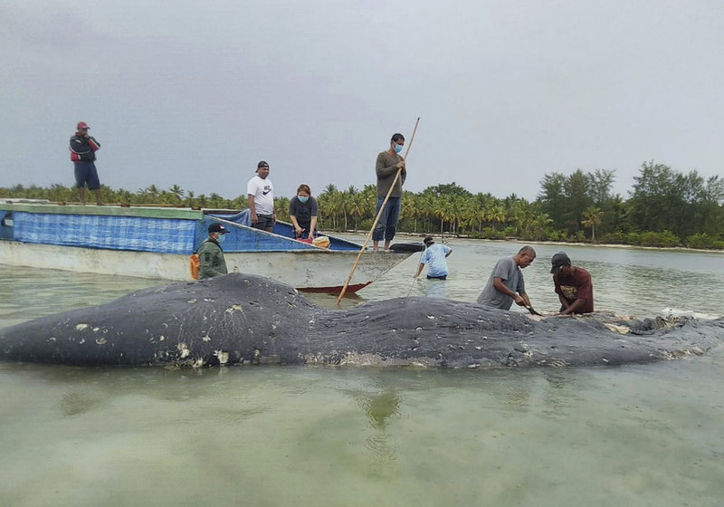 Dead whale found with a stomach full of 115 plastic cups
