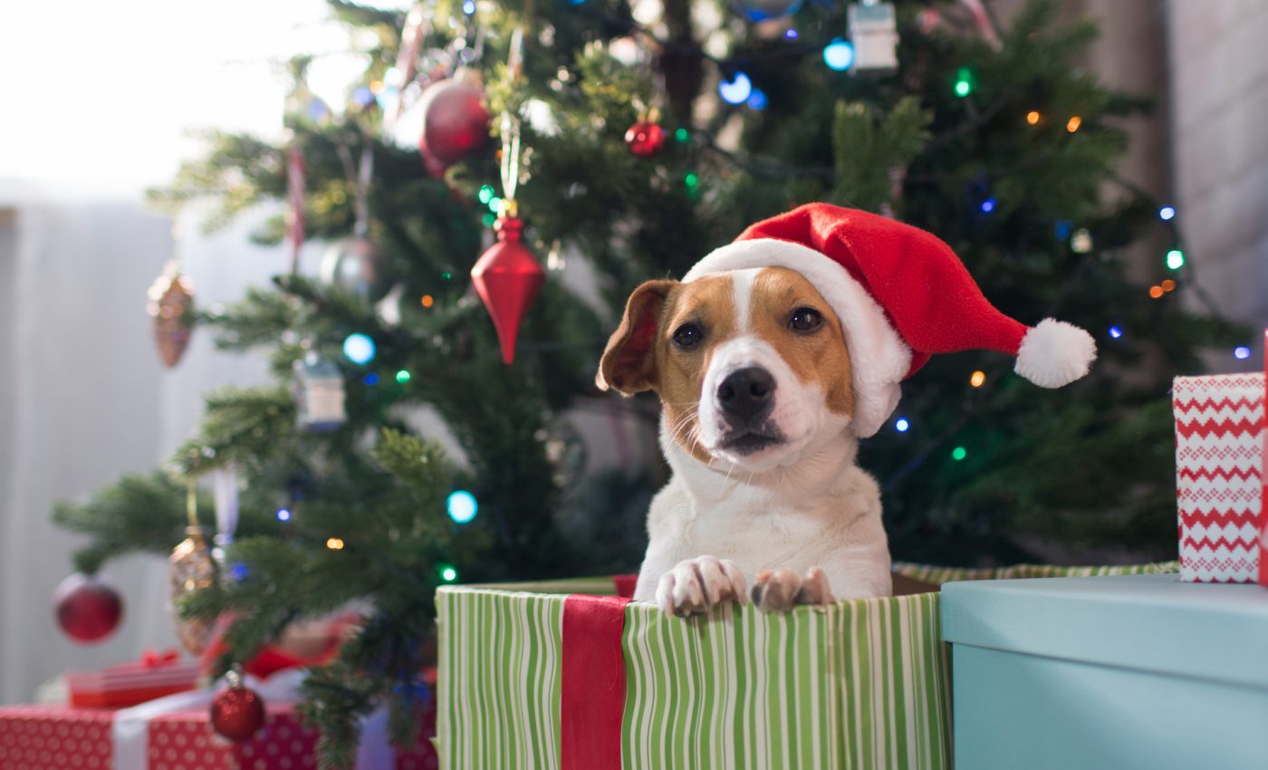 Is it a good idea to give a pet as a holiday gift?