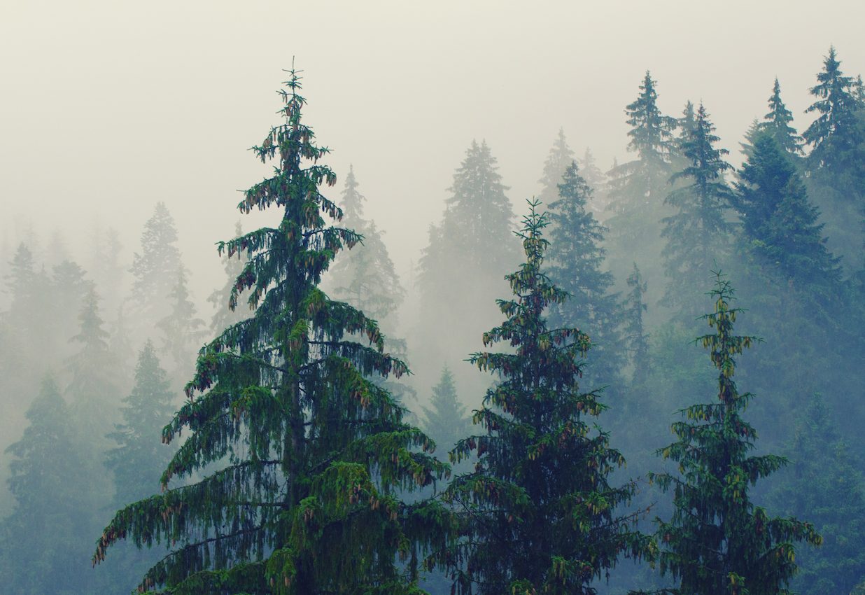 Christmas trees and other valuable plants aren’t protected globally