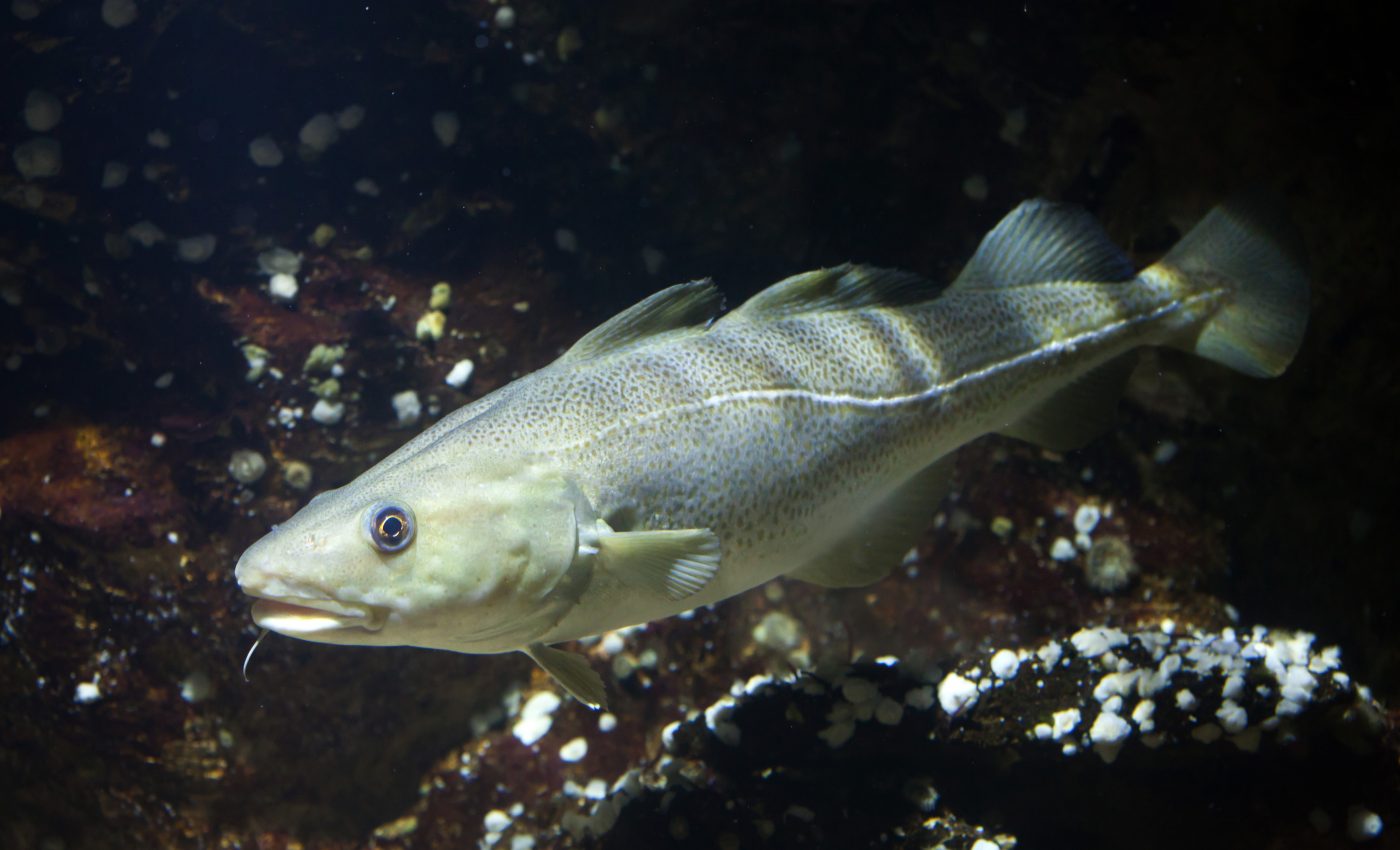 Warming waters will push Atlantic cod north and threaten populations