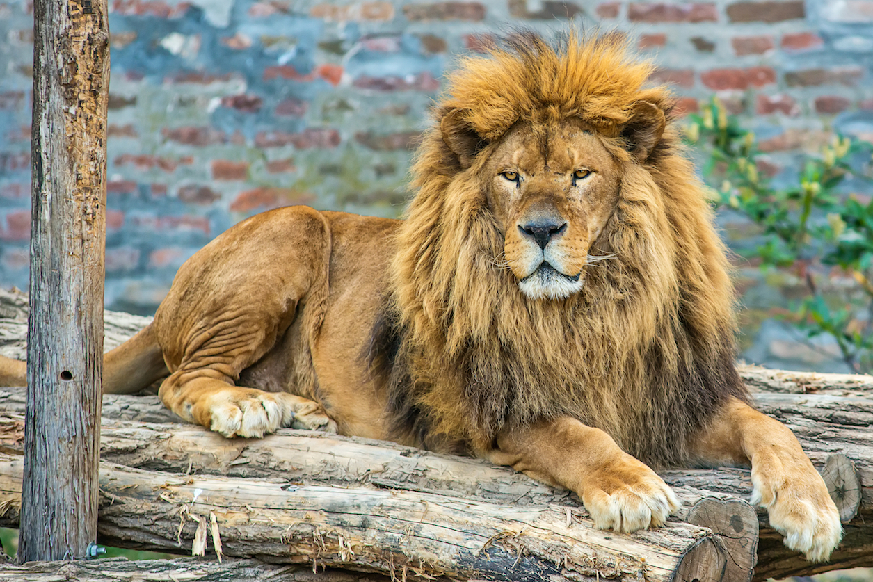 South African lawmakers call for end to captive lion trophy hunting