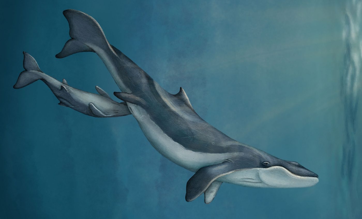 New species of ancient whale was all gums and no bite