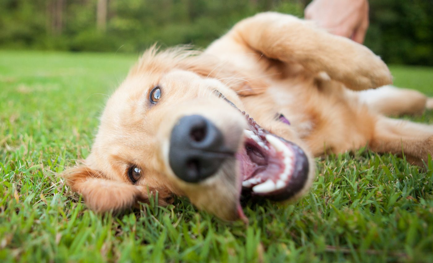 Dogs are not smarter than cats and other animals, study finds