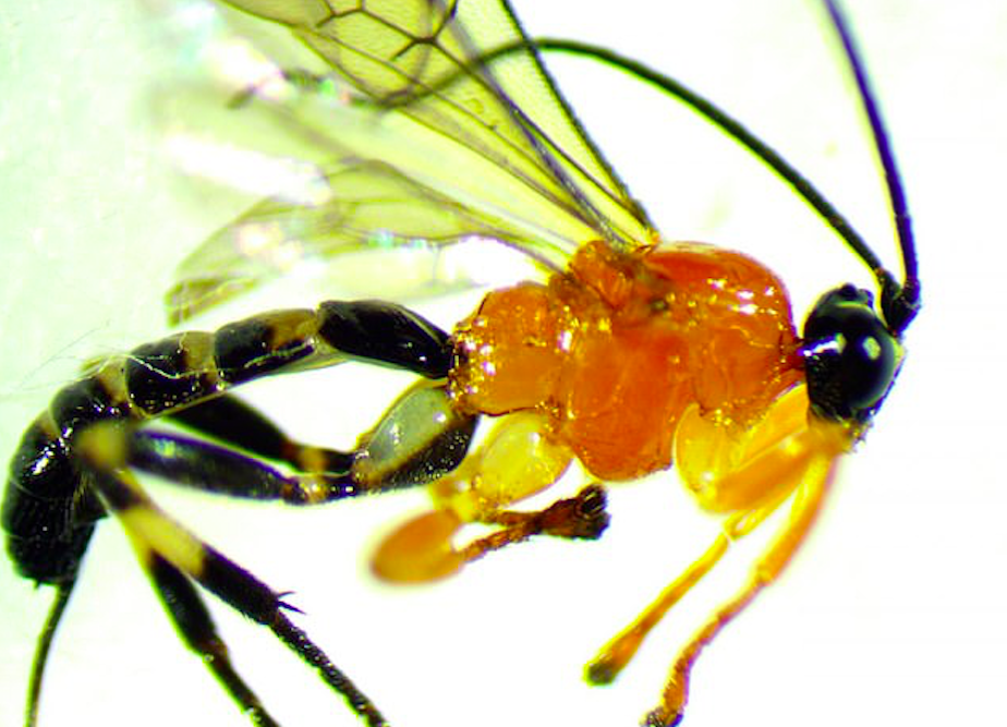 Parasitic wasp turns social spiders into cocoon spinning loners