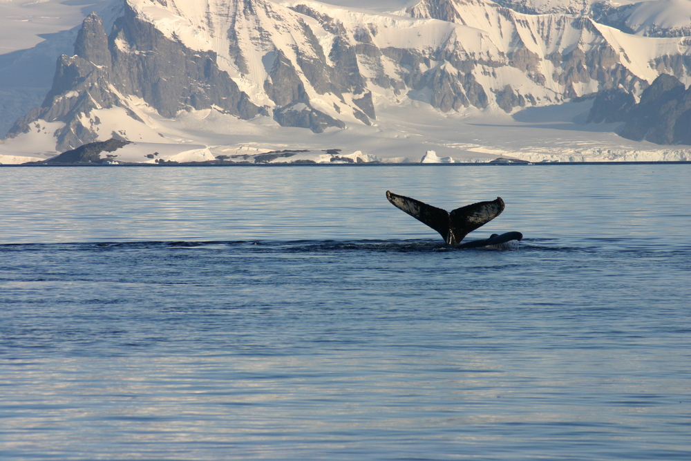 Blue whales are singing a different song, and scientists wonder why