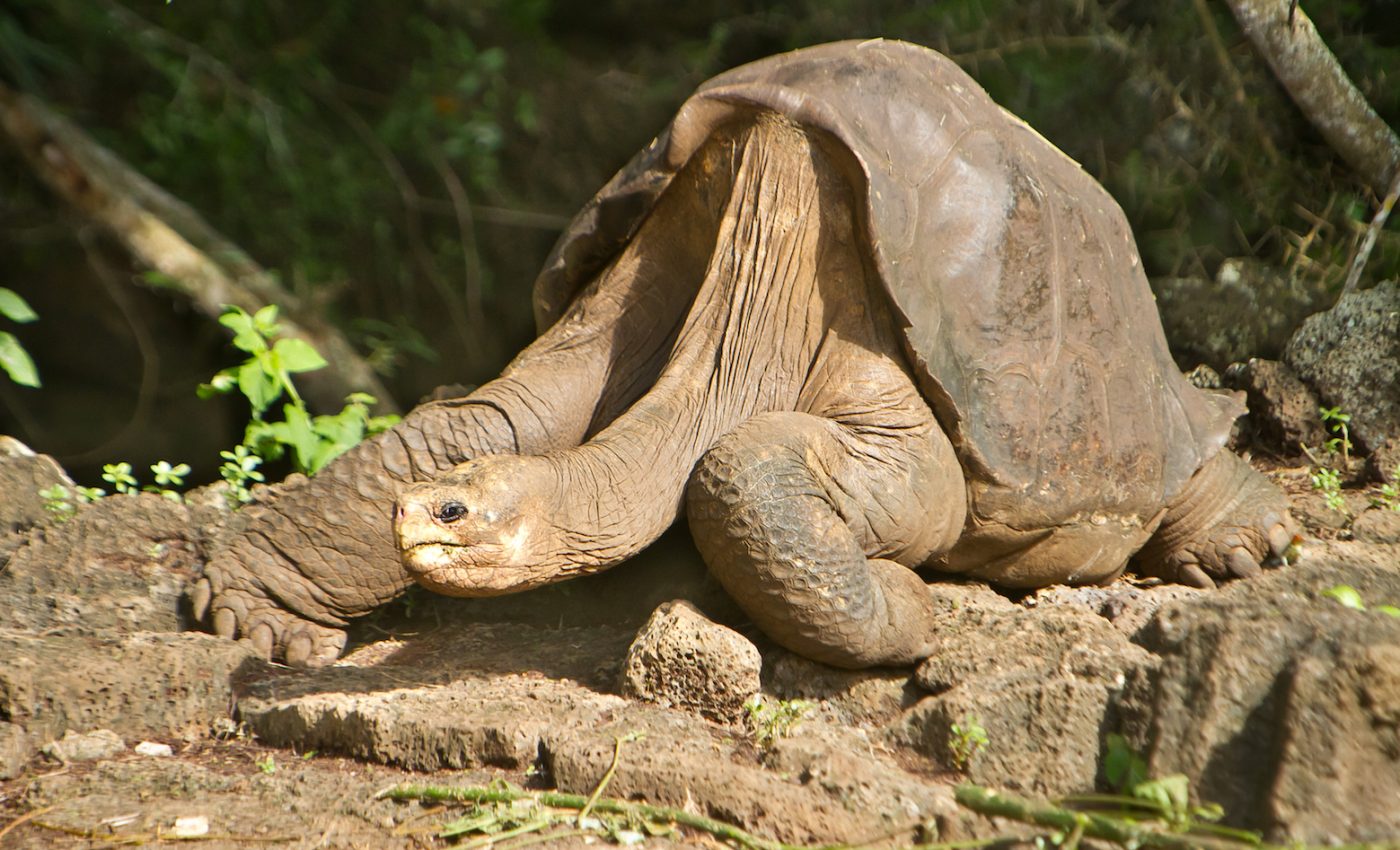 Lonesome George still revealing secrets to tortoise longevity
